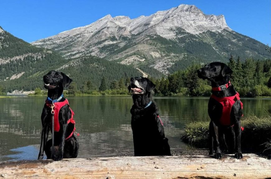 Alberta lets the dogs out, recruits more canine muscle in fight against mussels