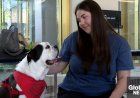 Flipping the script: USask research focuses on therapy dog’s perspective