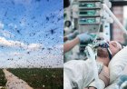 Mosquitoes Spread Deadly Virus in Multiple States, Cases Surge