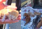 Mother cat, 6 newborn kittens found sheltering beneath Ontario police cruiser