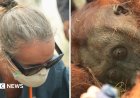 Orangutans in danger as wildfires blaze through Borneo