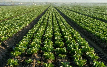 Lettuce farmers plow crops back into soil as cyclosporiasis fears tank demand for fresh greens