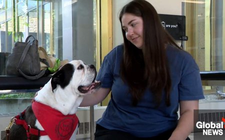 Flipping the script: USask research focuses on therapy dog’s perspective