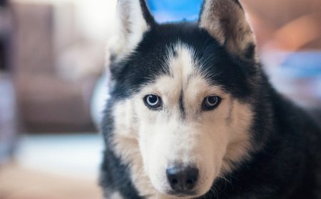 Deadliest animal in every US state revealed, from moose and bears to dogs