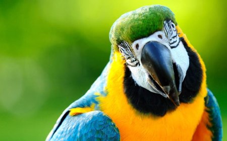 Rogue parrot attacks players during Brazilian U-15 soccer game, then comes back and does it again