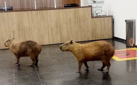 Capybaras crash Brazilian lawmakers' voting session and steal the show