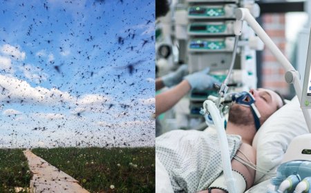 Mosquitoes Spread Deadly Virus in Multiple States, Cases Surge