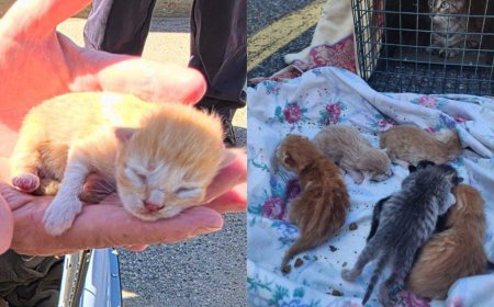 Mother cat, 6 newborn kittens found sheltering beneath Ontario police cruiser