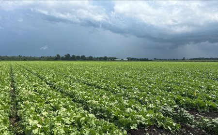 Quebec lettuce growers operating at a loss amid U.S. cyclosporiasis outbreak