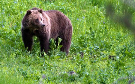 72-year-old woman seriously injured in grizzly bear attack in remote area of B.C.