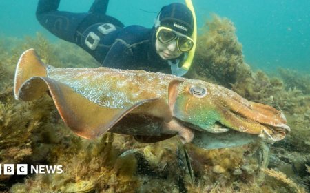 Australia usually hosts the world's biggest cuttlefish mating event - not this year