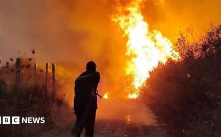 Algeria president seeks death penalty for arsonists after deadly forest fires