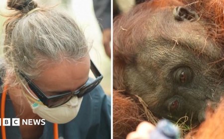 Orangutans in danger as wildfires blaze through Borneo