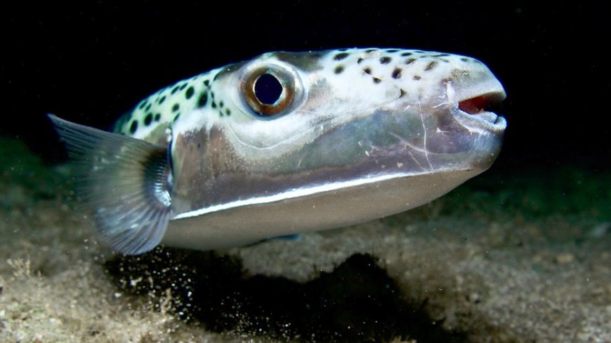 Toxic, bone-crushing fish from Hell terrorizes vacation waters