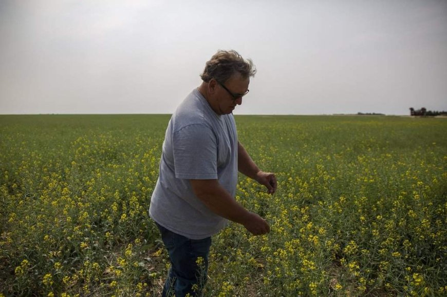 Saskatchewan senator, farmer Todd Lewis dies at 65