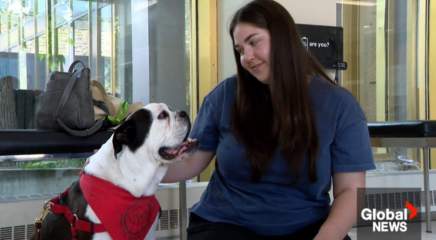 Flipping the script: USask research focuses on therapy dog’s perspective