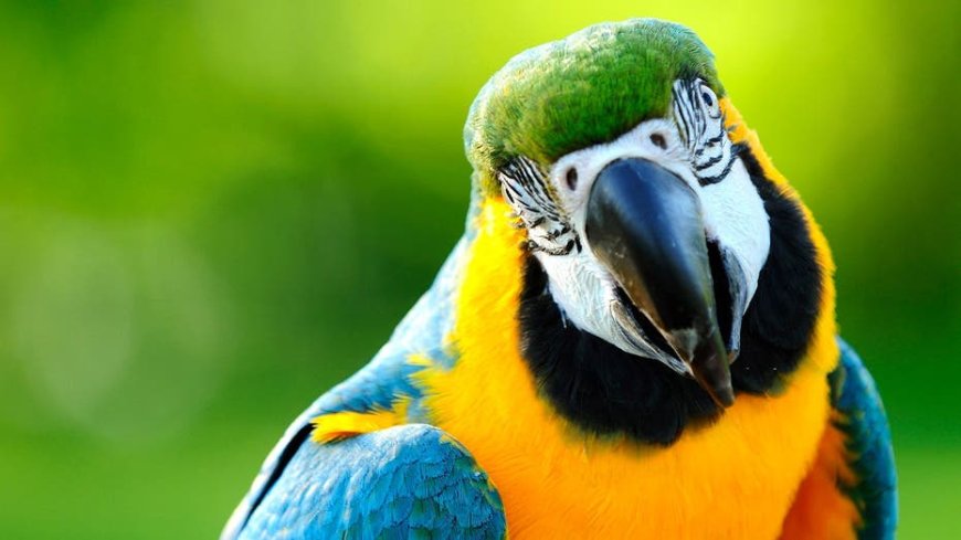 Rogue parrot attacks players during Brazilian U-15 soccer game, then comes back and does it again
