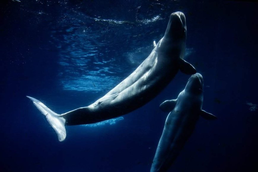 Everyone loved Marineland – then the tide turned. A look inside the park’s final days