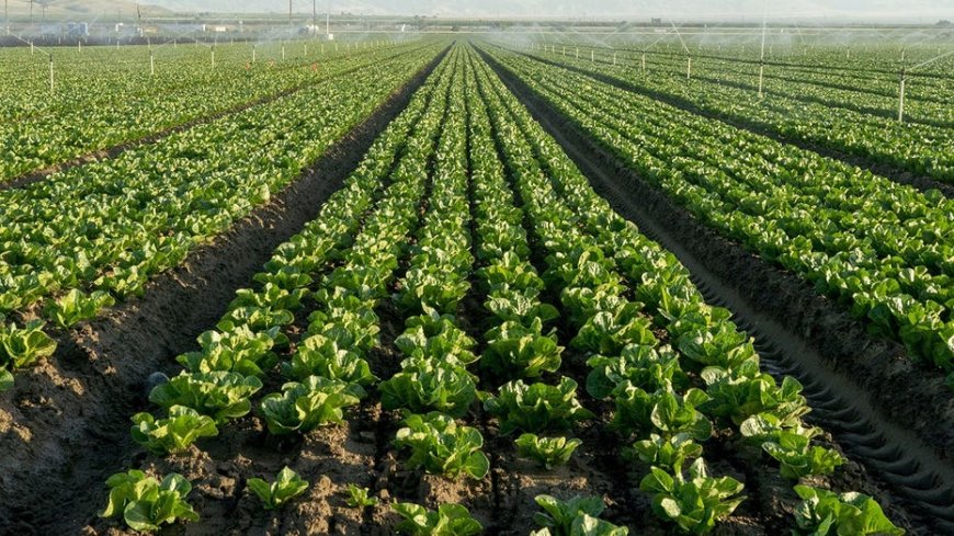FDA widens Cyclospora outbreak investigation to six more states as confirmed cases top 6,000