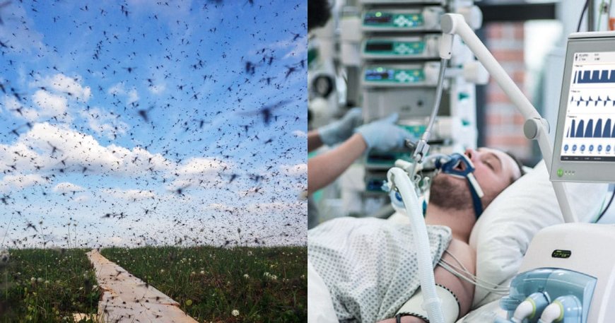 Mosquitoes Spread Deadly Virus in Multiple States, Cases Surge