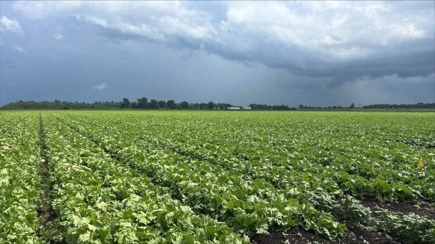 Quebec lettuce growers operating at a loss amid U.S. cyclosporiasis outbreak