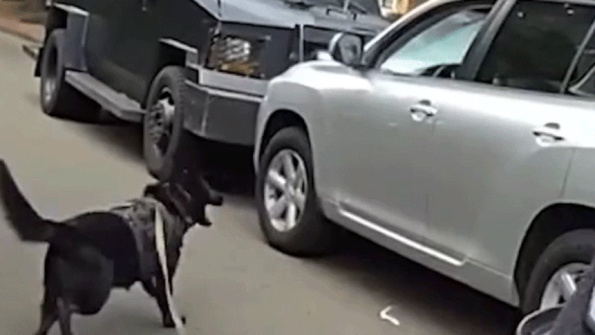 Bodycam shows police K-9 leaping into action after suspected impaired driver refused to surrender