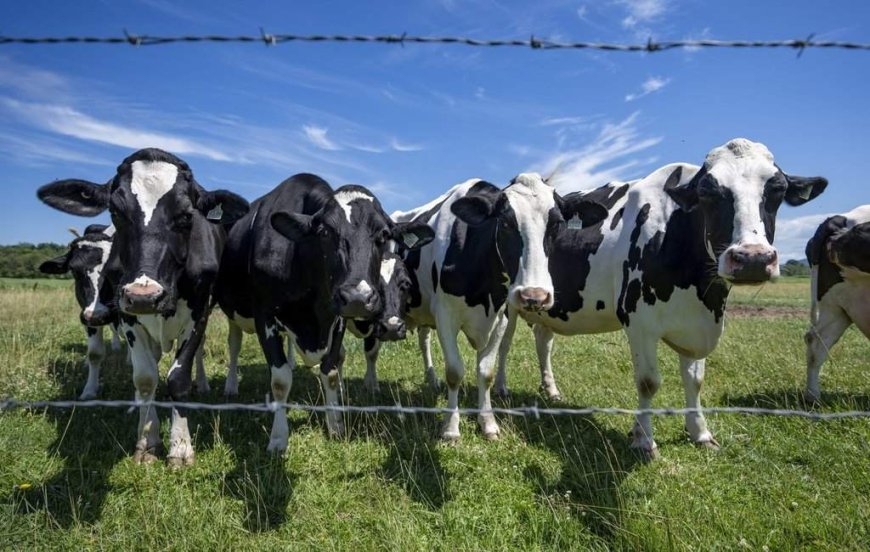 Canada must avoid concessions in U.S. trade talks, dairy farmers warn