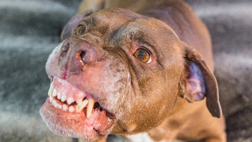 Social Media Users Discuss Scourge Of Violent Pit Bull Attacks After Actor Decries “Dog Racism”