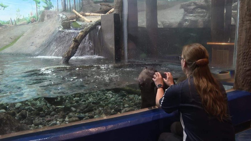 Ontario aquarium welcomes 3 new otter pups