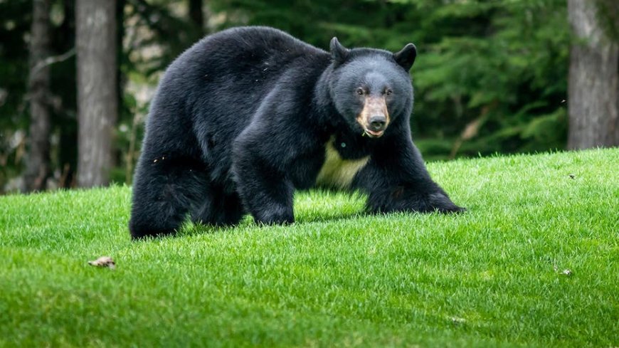 Cat stands its ground against a black bear and comes out on top in viral TikTok video