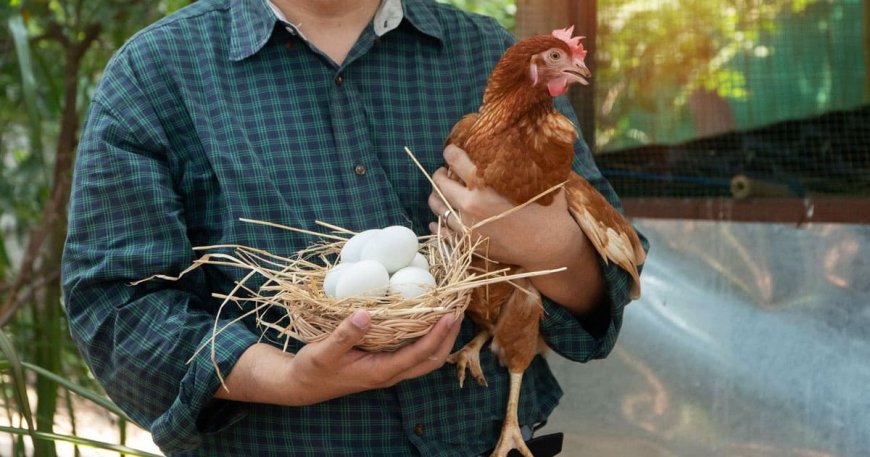 FDA Issues Urgent Alert Over Life-Threatening Recall of 38 Million Eggs: ‘Health Consequences or Death’
