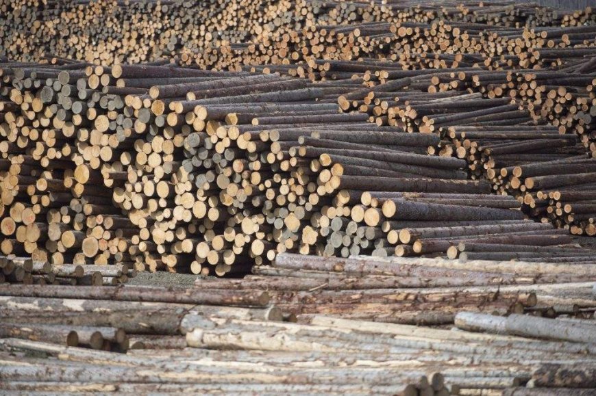 B.C. plywood manufacturer says it cannot absorb 50% tariff cost as deadline looms
