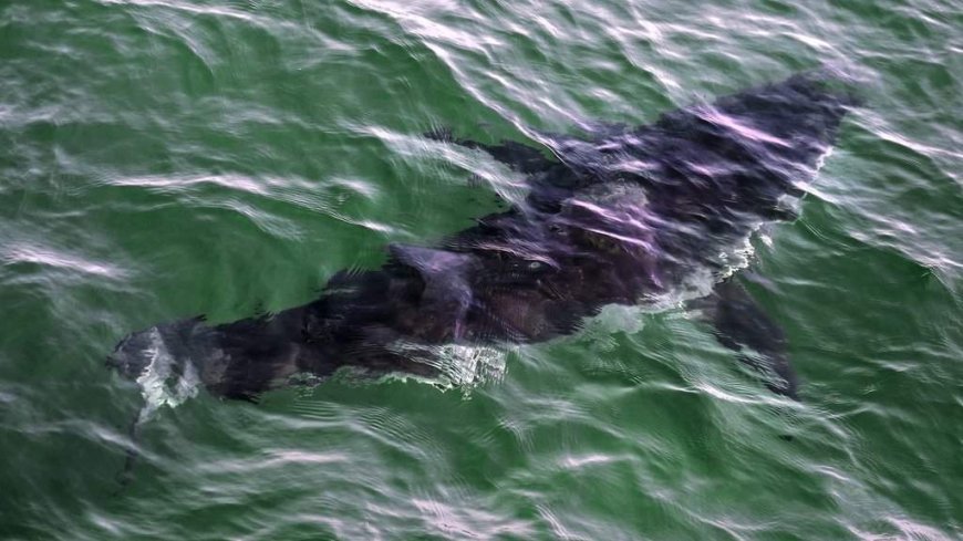 Rise in Nova Scotia shark sightings prompts calls for better beach monitoring