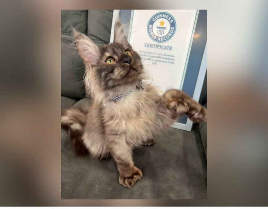 Meet the Wisconsin Maine Coon kitten with world record-breaking 29 toes