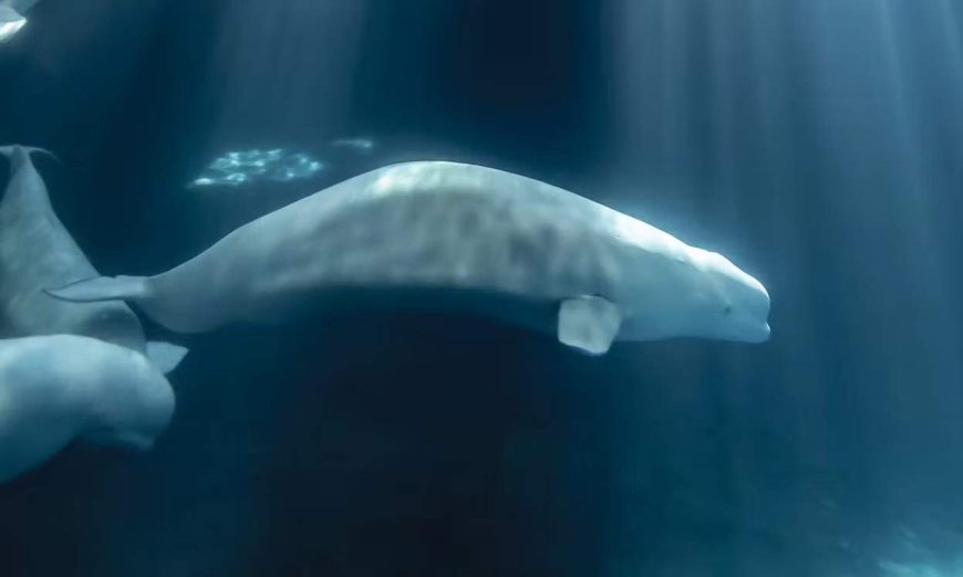 Marineland beluga dies at U.S. aquarium weeks after transfer