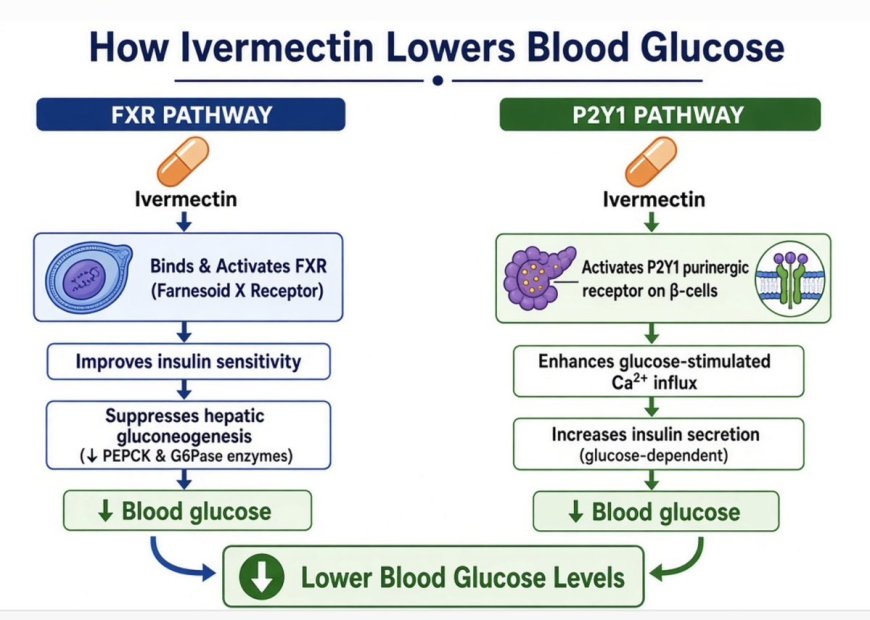 Ivermectin, Fenbendazole and Diabetes