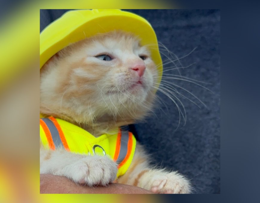 Kitten rescued from Komatsu machine joins construction crew that saved her