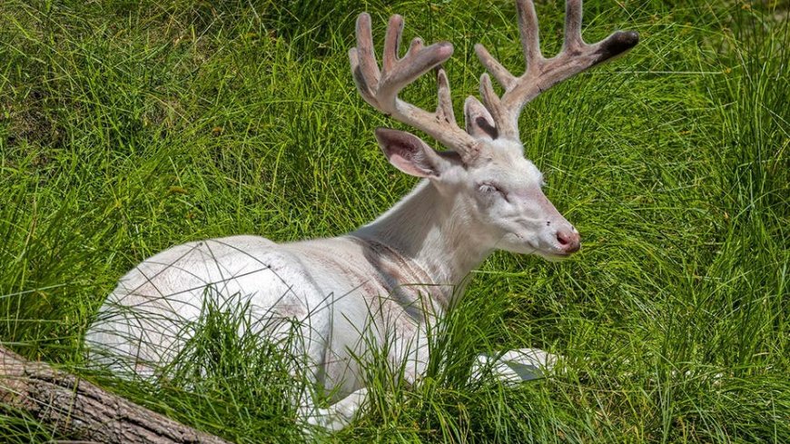 Viral nature video captures stunning albino deer in Wisconsin Northwoods, and it lives up to the hype