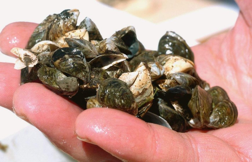 Zebra mussels found during inspection of boat in Saskatchewan provincial park