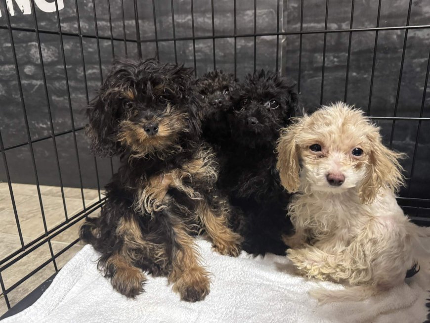 Nearly 100 dogs rescued from home in Fort McMurray