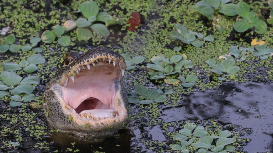 Triathlete who survived alligator attack tells harrowing story of his escape: 'I got super lucky'