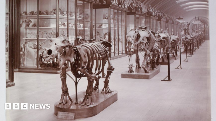 Hidden museum gallery to reopen after 83 years