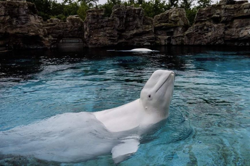 Last captive whales in Canada to leave Marineland as belugas head for U.S.