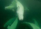 Polar bear, beluga conservation, education in Churchill, Man.