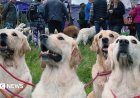 Golden retrievers to gather at the breed's ancestral Highland home