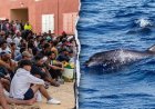 Migrants spark outrage after video shows baby dolphin beaten during beach celebration