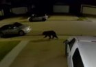 Black bear wanders through Edmonton neighbourhoods overnight