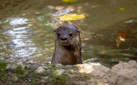Swim instructor needed 38 stitches after being attacked by an otter while swimming in Lake Tahoe
