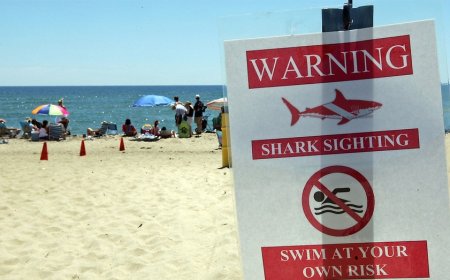 Swimmer rushed to hospital after suspected shark attack at Martha’s Vineyard