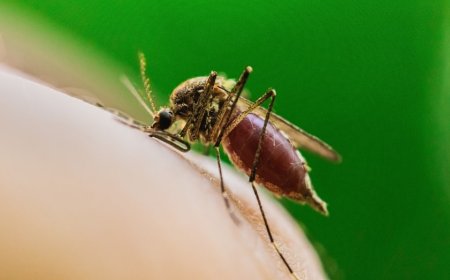 Deadly mosquito-borne virus claims first life in major US city as cases spread